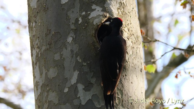 Black Woodpecker - ML201533731