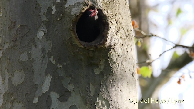 Black Woodpecker - ML201533741