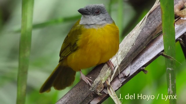 Gray-headed Tanager (Gray-crested) - ML201533761