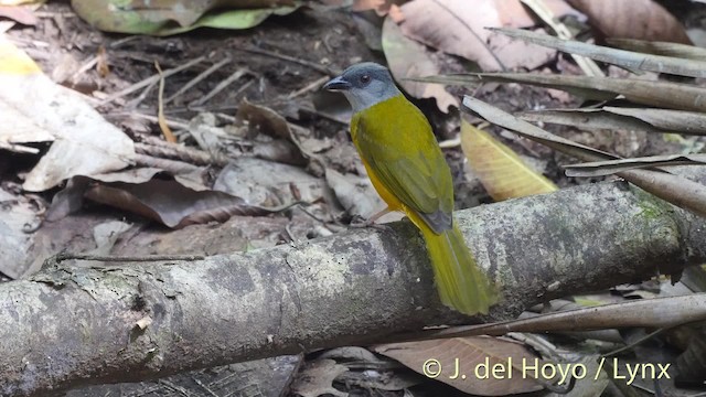 Gray-headed Tanager (Gray-crested) - ML201533771