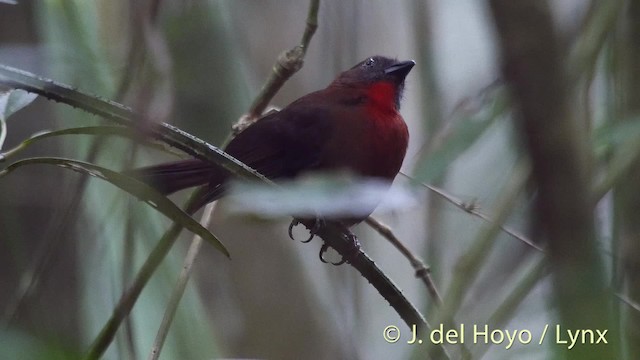 Red-throated Ant-Tanager (Red-throated) - ML201533801