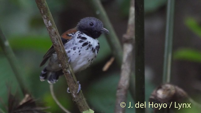 Spotted Antbird - ML201533811