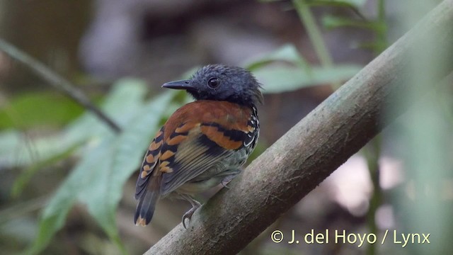 Spotted Antbird - ML201533821