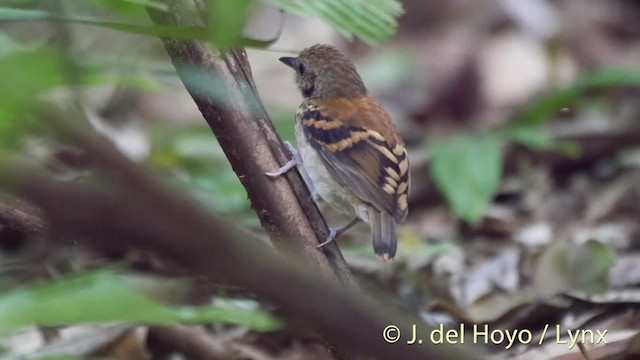Spotted Antbird - ML201533851