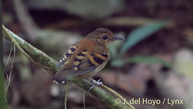 Spotted Antbird - ML201533861