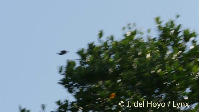 holub světlehlavý - ML201533921