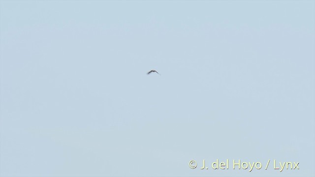 holub světlehlavý - ML201533941
