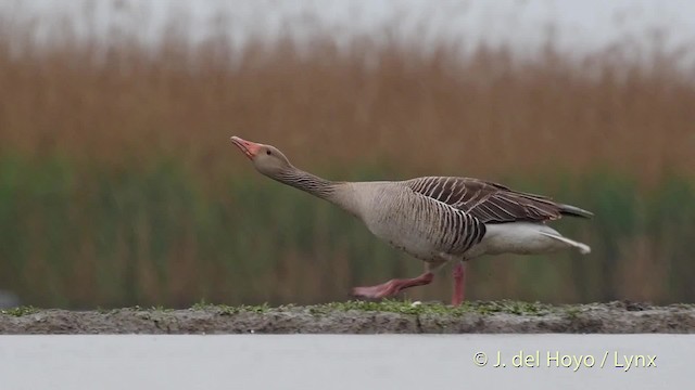 Graylag Goose (European) - ML201534591
