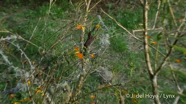 Speckled Hummingbird (melanogenys Group) - ML201534671