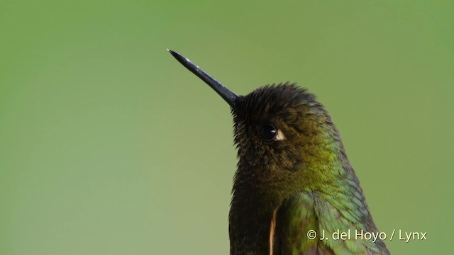 kolibřík žlutoocasý - ML201534681