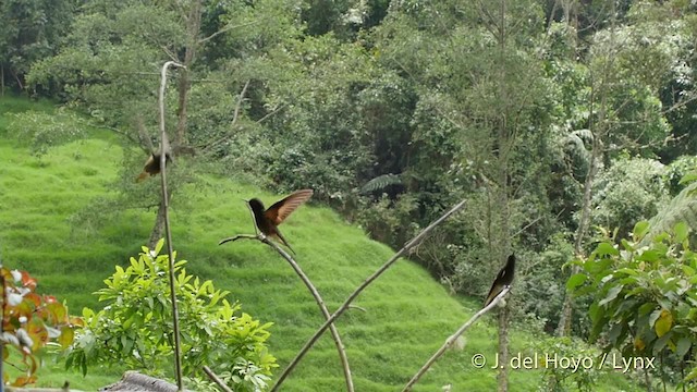 kolibřík žlutoocasý - ML201534721