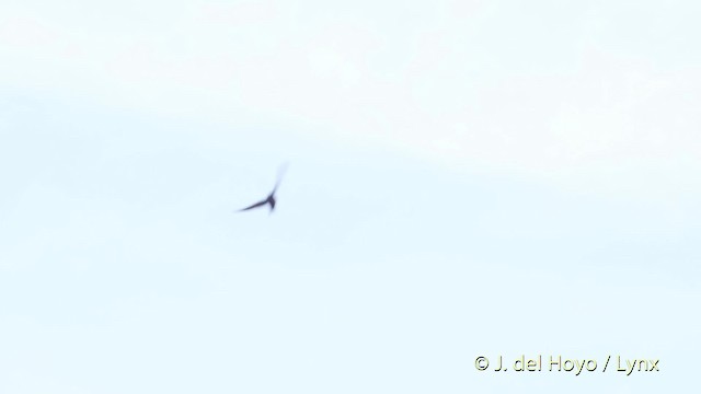 Brown-bellied Swallow - ML201534761