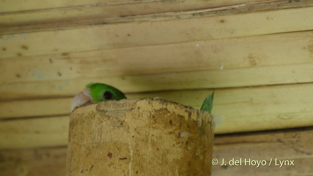 Spectacled Parrotlet - ML201534821