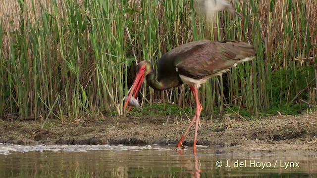 Black Stork - ML201534881