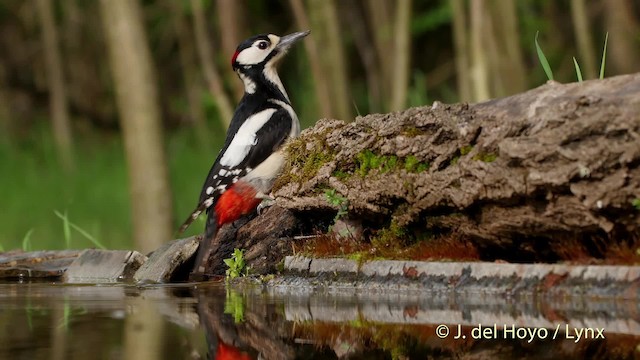 Great Spotted Woodpecker (Great Spotted) - ML201534951