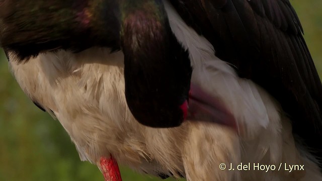 Black Stork - ML201534981