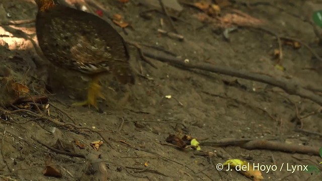 Scaly-breasted Partridge (Green-legged) - ML201535051