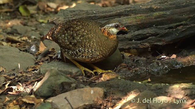 Scaly-breasted Partridge (Green-legged) - ML201535061