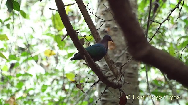 Asian Emerald Dove - ML201535141