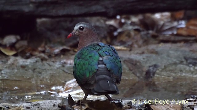 holub zelenokřídlý - ML201535151