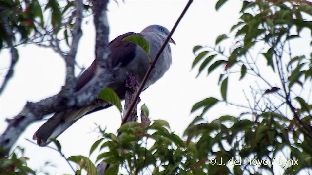Mountain Imperial-Pigeon - ML201535521