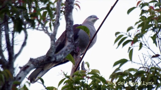 Mountain Imperial-Pigeon - ML201535531