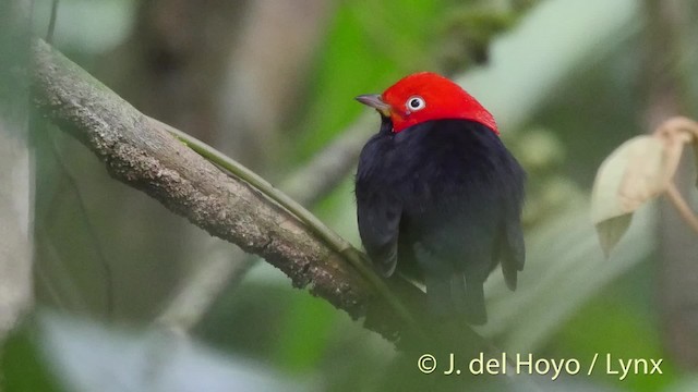 Red-capped Manakin - ML201535691