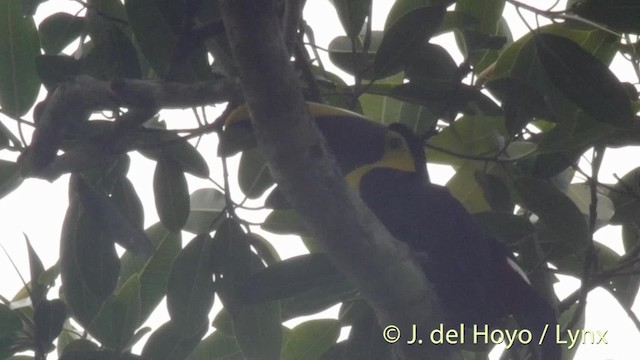 Yellow-throated Toucan (Chestnut-mandibled) - ML201535701