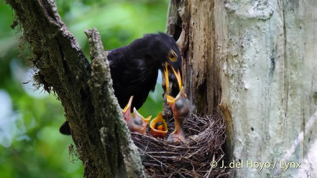  - Eurasian Blackbird