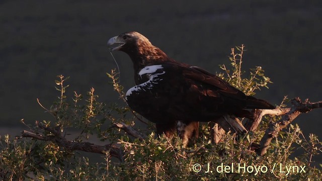 Águila Imperial Ibérica - ML201536181