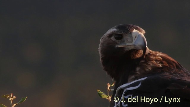 Spanish Eagle - ML201536191