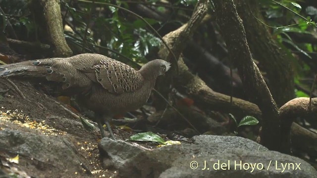 Gray Peacock-Pheasant - ML201536481
