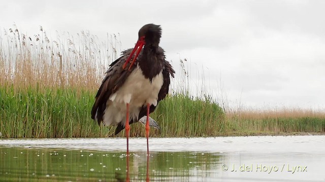 Black Stork - ML201536741