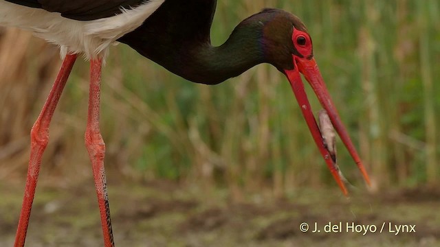  - Black Stork