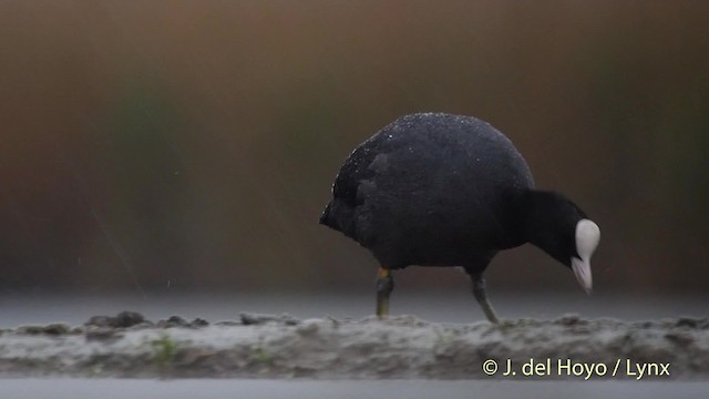  - Eurasian Coot
