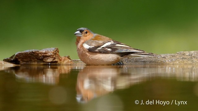  - Common Chaffinch (Common)