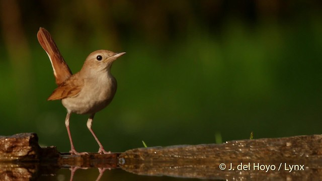Common Nightingale (megarhynchos/africana) - ML201537261