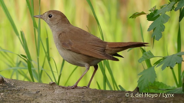 Common Nightingale (megarhynchos/africana) - ML201537271