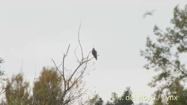 Peregrine Falcon (Eurasian) - ML201537301