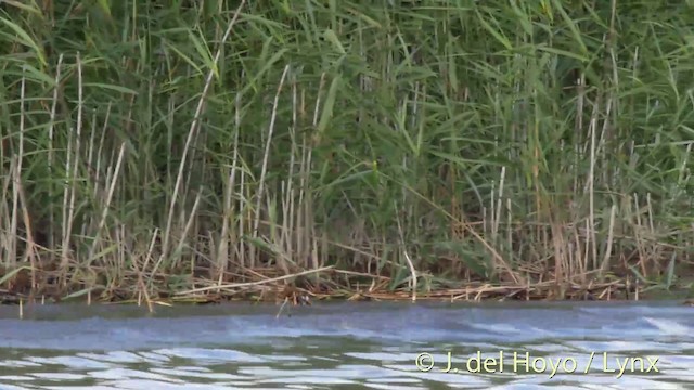 Spotted Crake - ML201537321