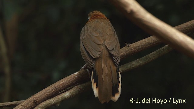 Lesser Necklaced Laughingthrush - ML201537571