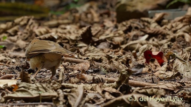 Lesser Necklaced Laughingthrush - ML201537581