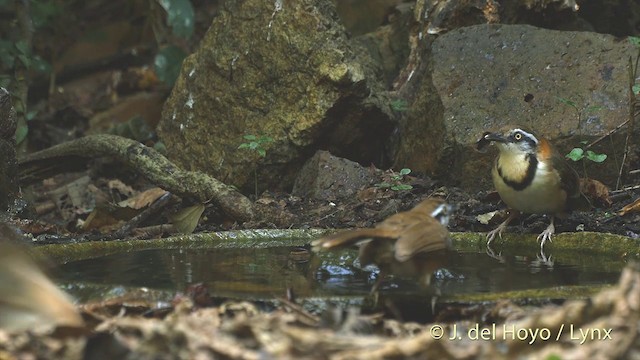 Lesser Necklaced Laughingthrush - ML201537591