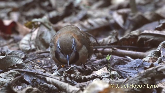 Lesser Necklaced Laughingthrush - ML201537601
