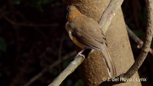 Lesser Necklaced Laughingthrush - ML201537611