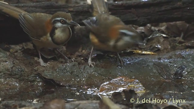 Lesser Necklaced Laughingthrush - ML201537621
