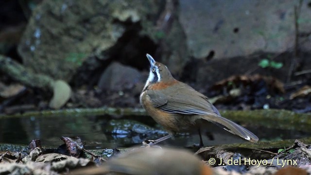 Lesser Necklaced Laughingthrush - ML201537631