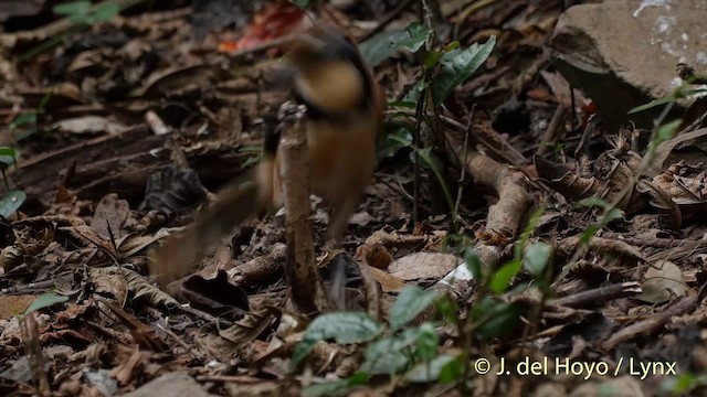 Greater Necklaced Laughingthrush - ML201537651