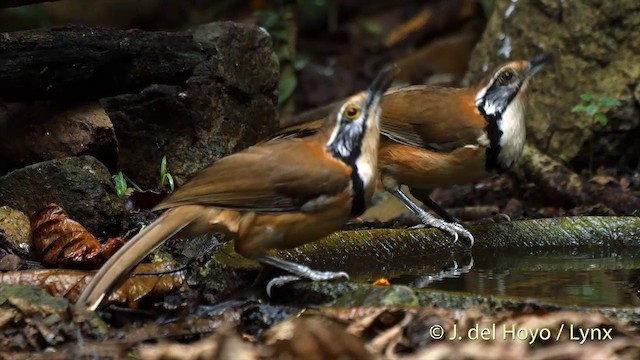 Greater Necklaced Laughingthrush - ML201537661
