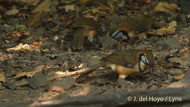 Greater Necklaced Laughingthrush - ML201537721